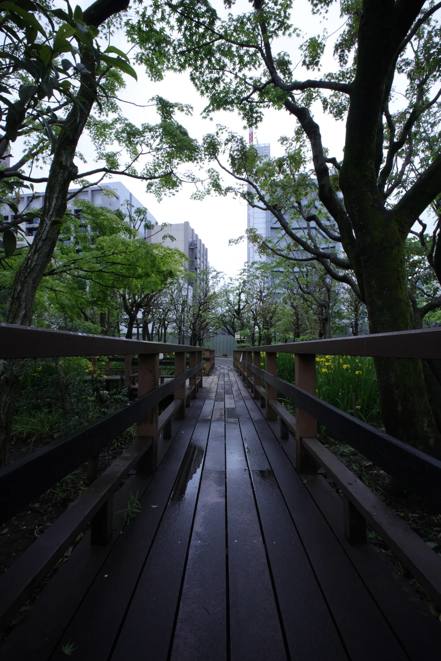 Japon — _MG_5438.JPG