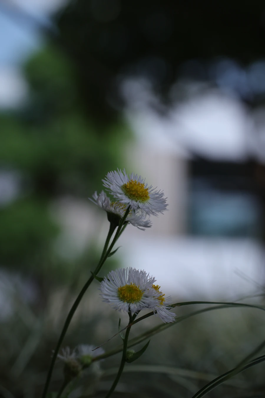 Japon — _MG_5496.JPG