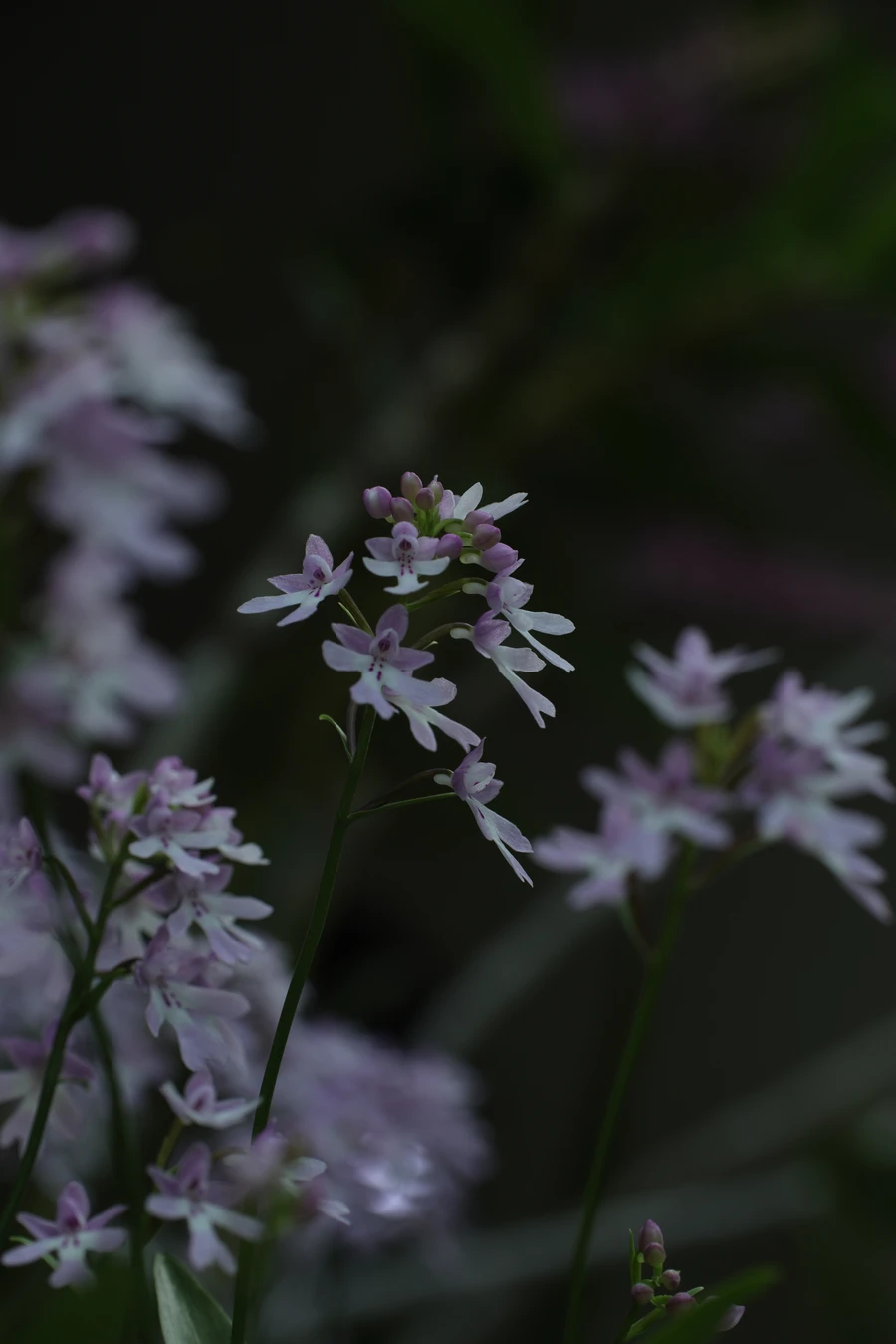 Japon — _MG_5607.JPG