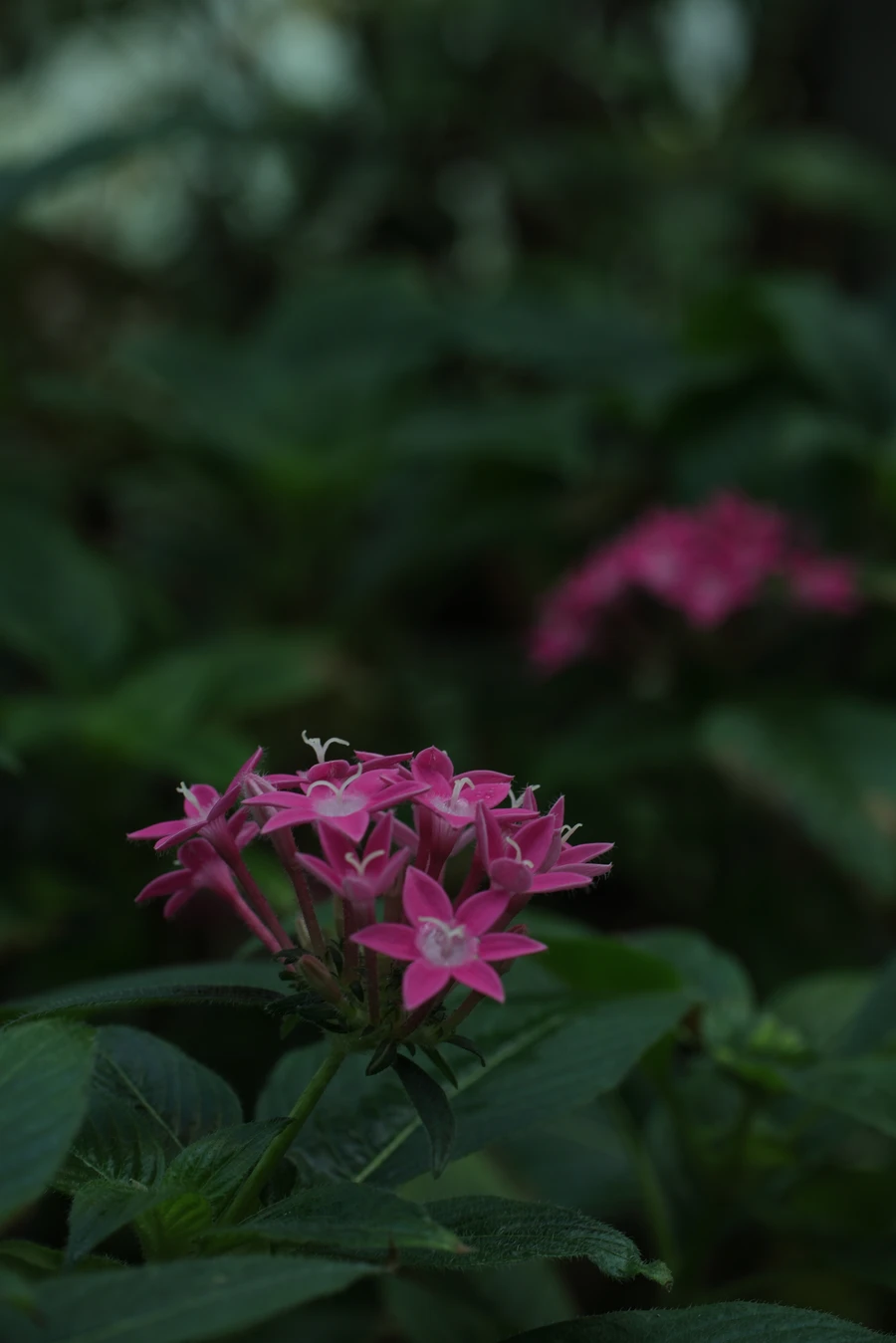 Japon — _MG_5616.JPG