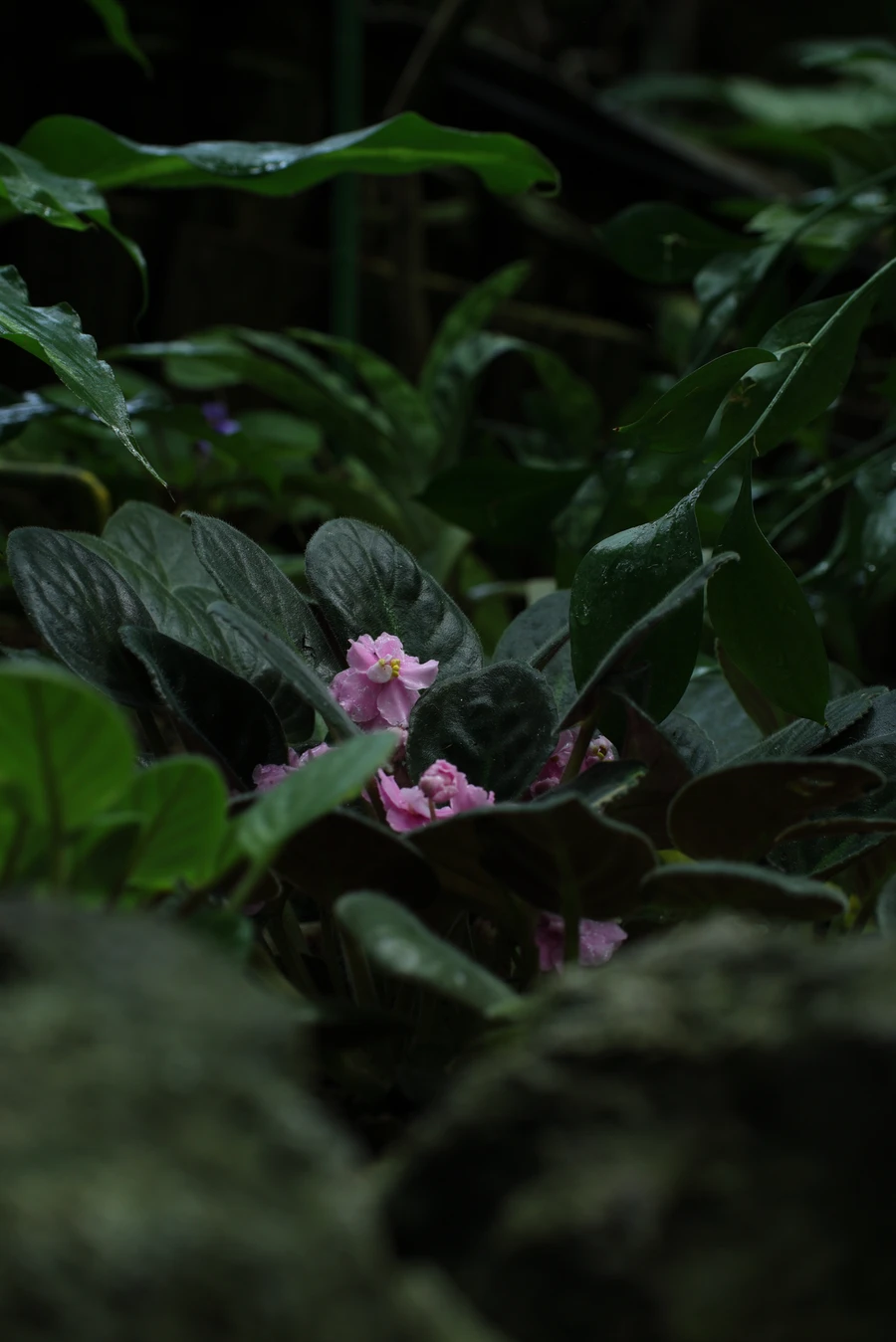 Japon — _MG_5620.JPG