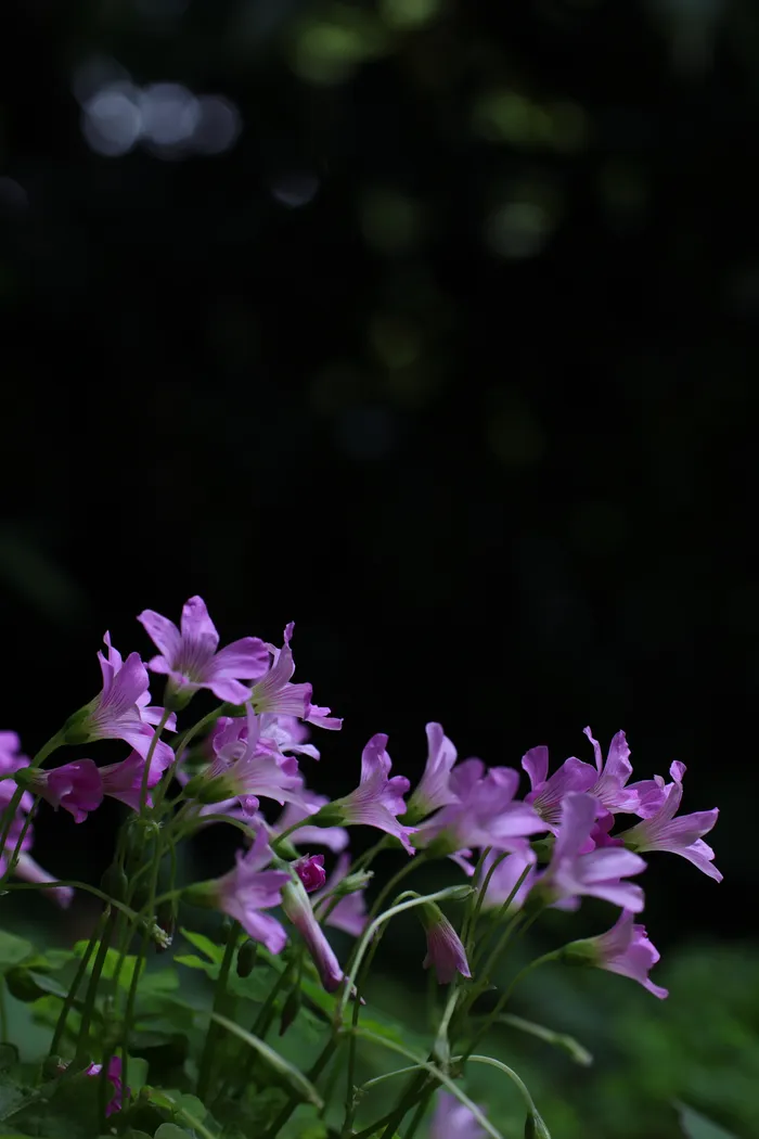 Japon — _MG_5664.JPG