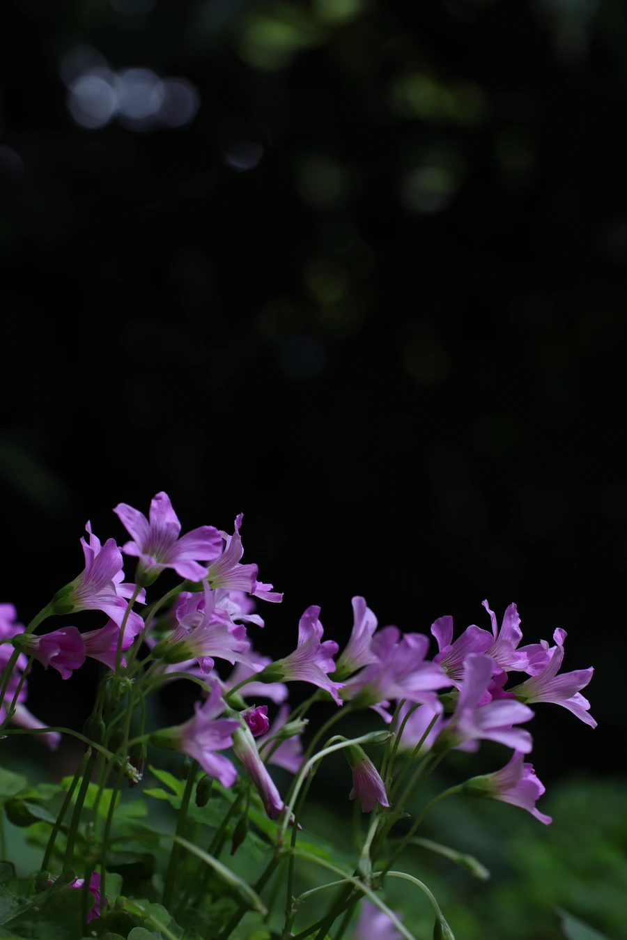 Japon — _MG_5664.JPG