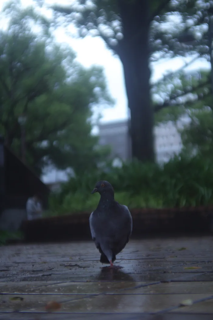 Japon — _MG_6008.JPG