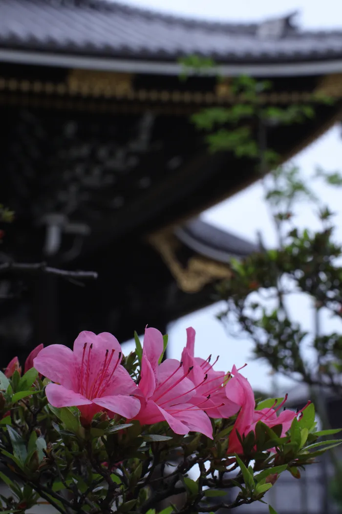 Japon — _MG_6429.JPG