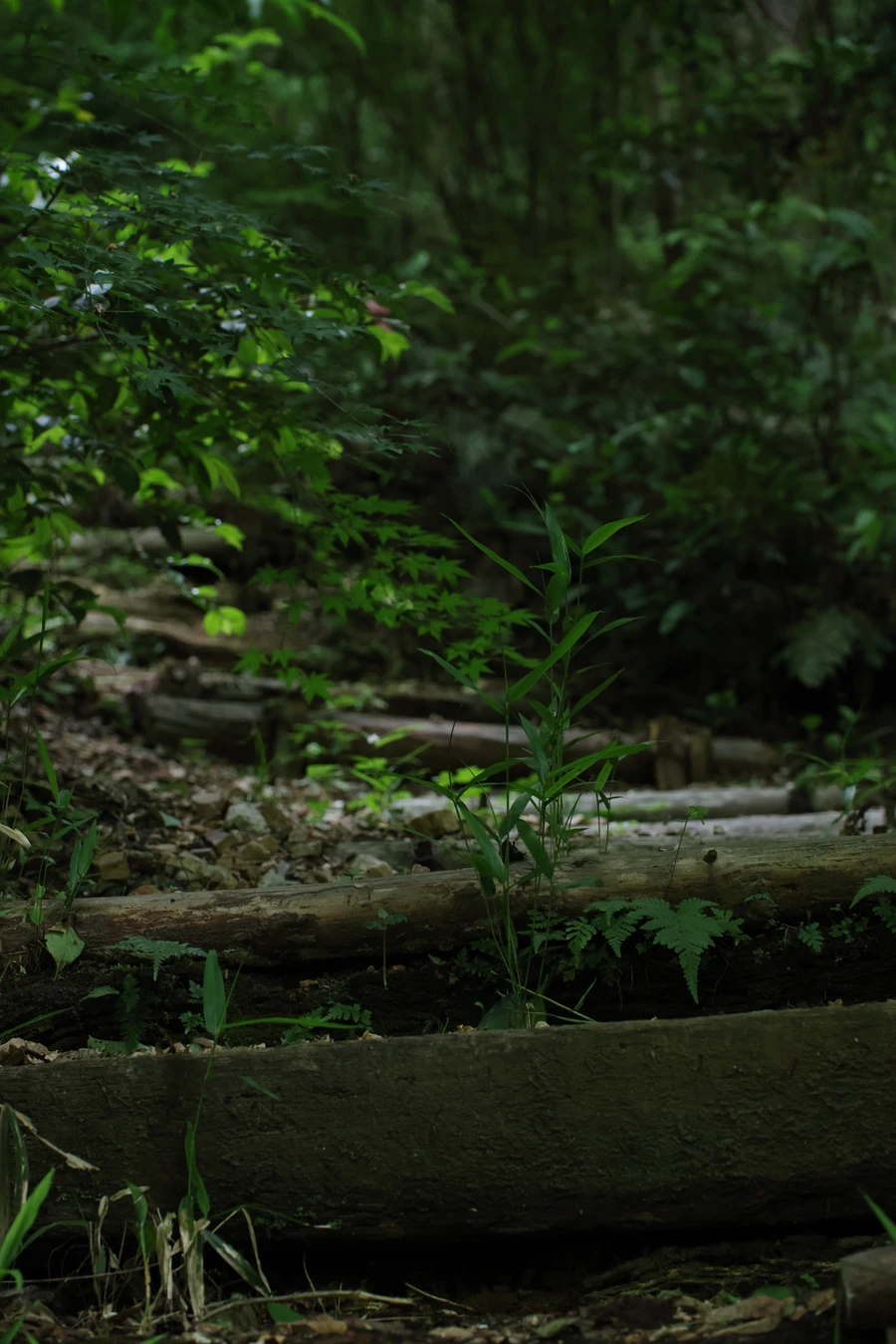 Japon — _MG_6759.JPG