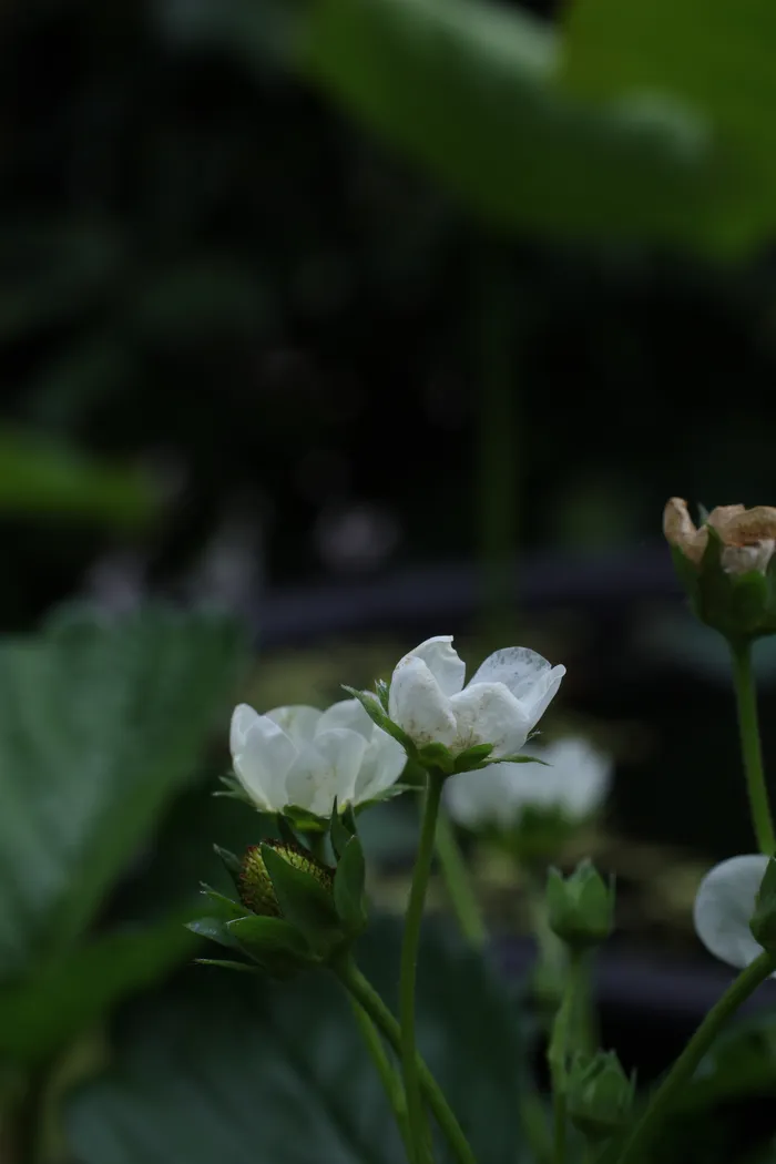 Japon — _MG_6926.JPG