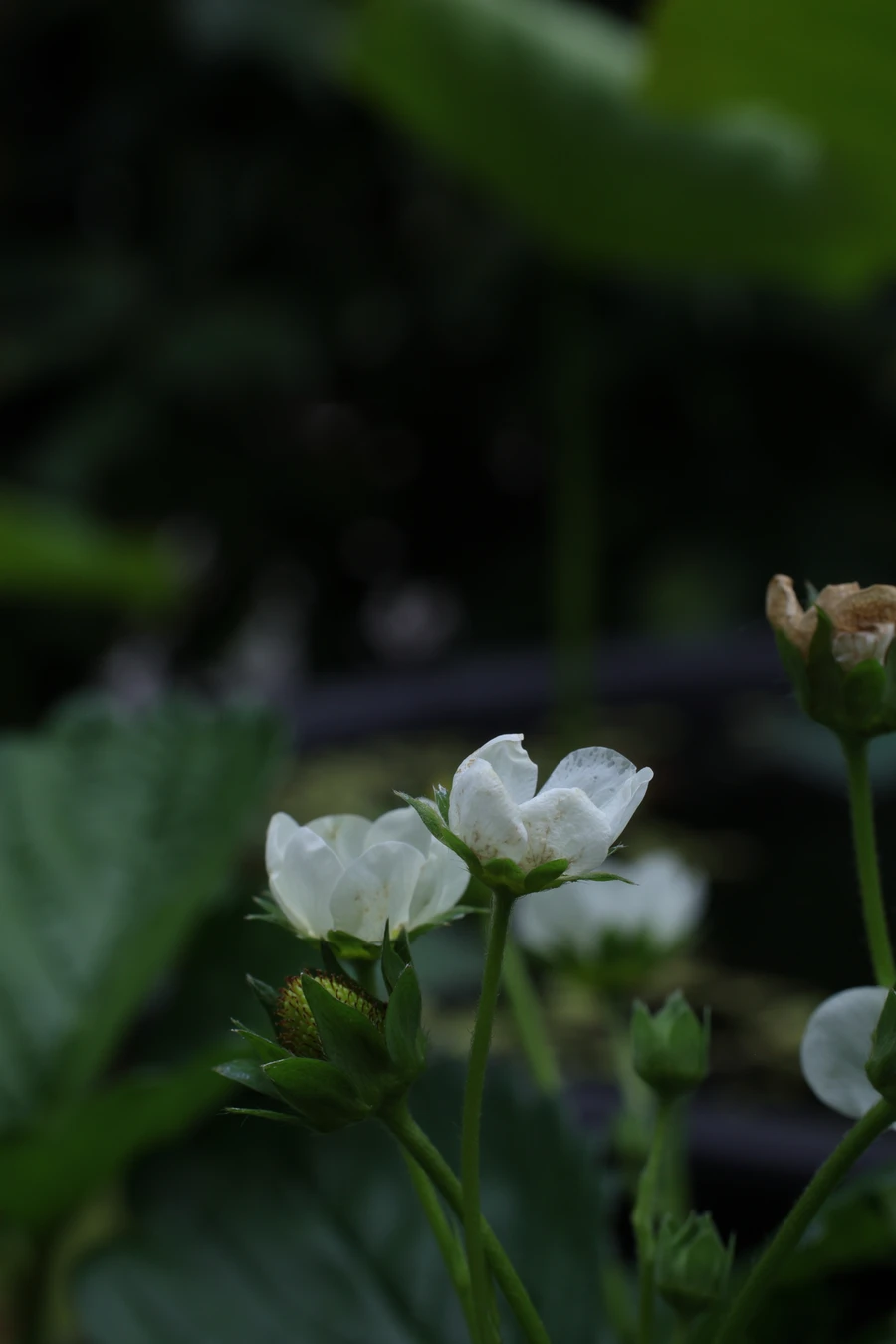 Japon — _MG_6926.JPG