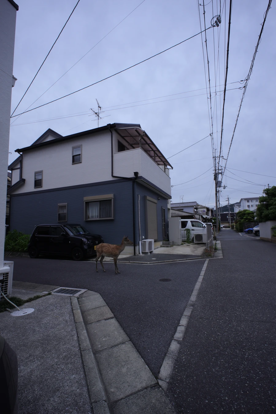 Japon — _MG_7435.JPG