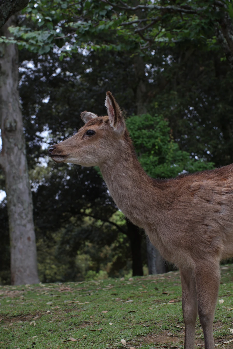 Japon — _MG_7462.JPG