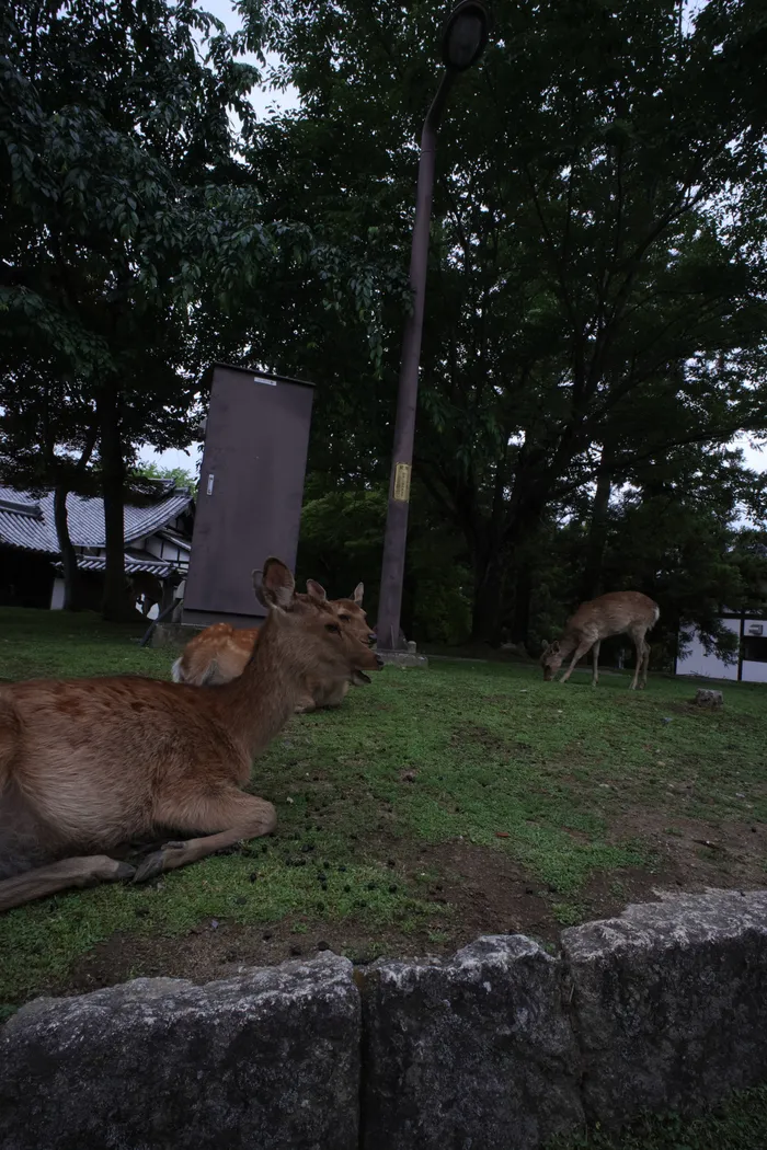 Japon — _MG_7550.JPG