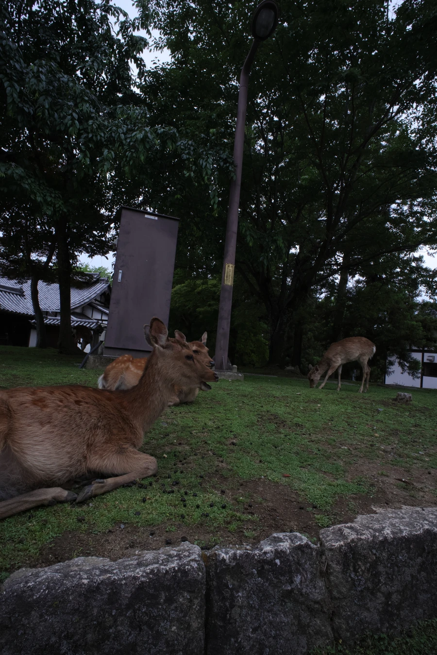 Japon — _MG_7550.JPG