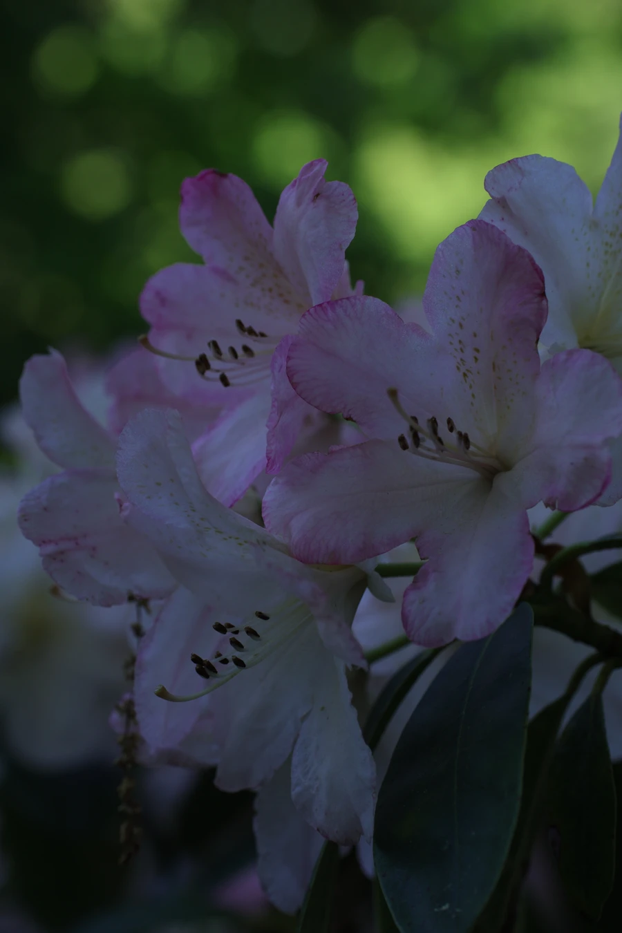 Plantes — _MG_5252.JPG