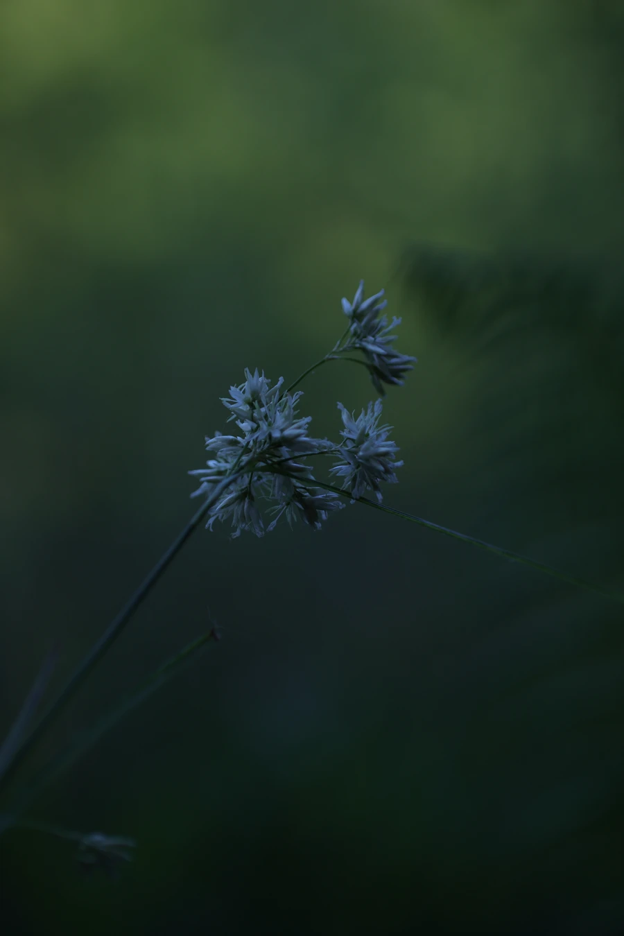 Plantes — _MG_5262.JPG