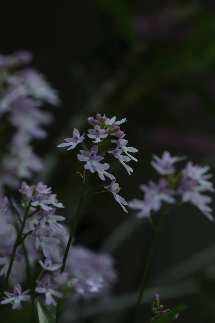Plantes — _MG_5607.JPG