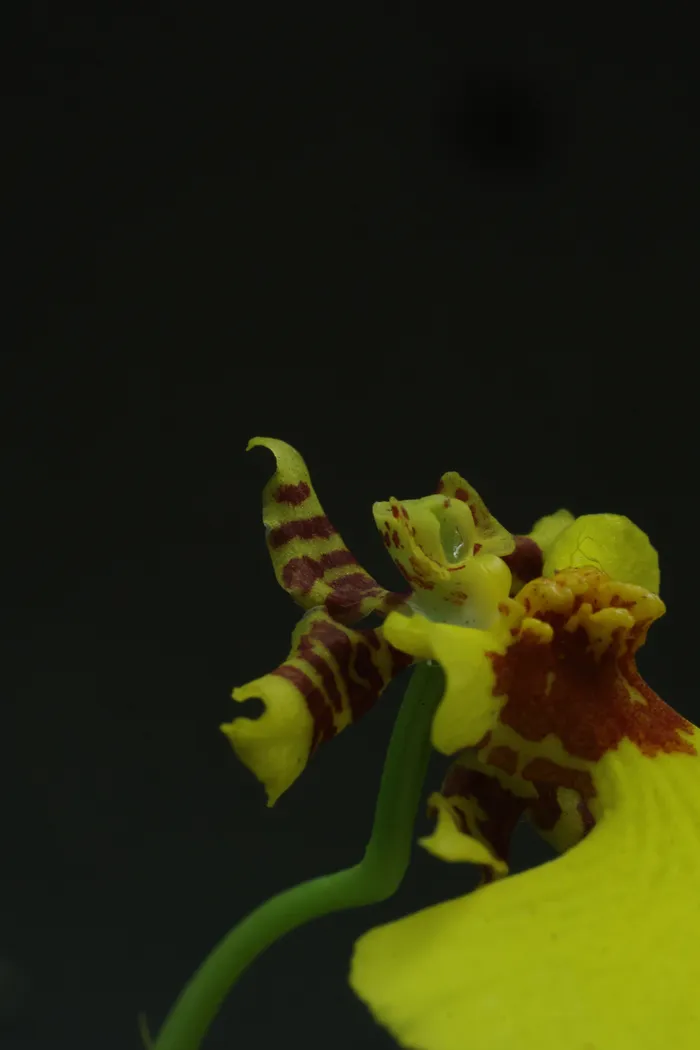 Plantes — _MG_5612.JPG